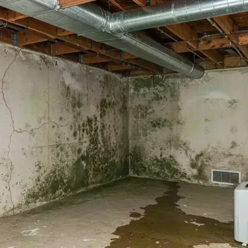 Professional Mold Removal in Delavan, IL